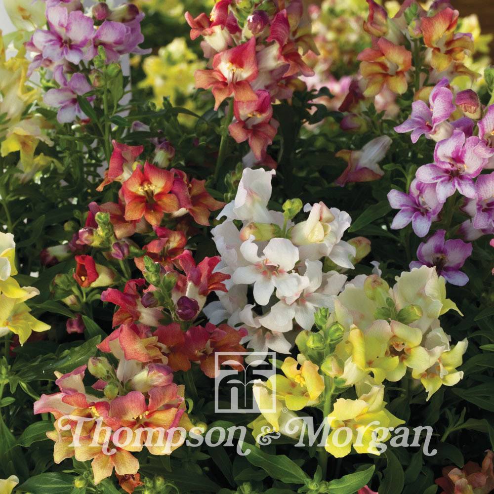 Graines de Muflier hybride Reminiscent Mixed F1 - Antirrhinum majus le sachet de 50 graines environ