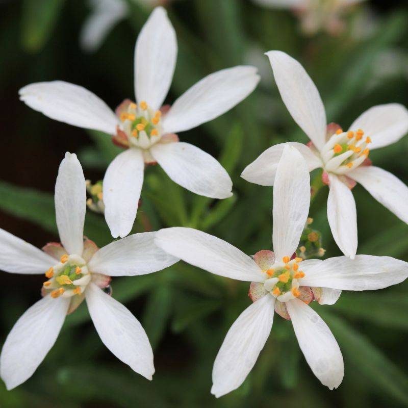Oranger du Mexique 'Aztec Pearl' (Choisya ternata 'Aztec Pearl') - Godet 9cm - Pépinières Naudet