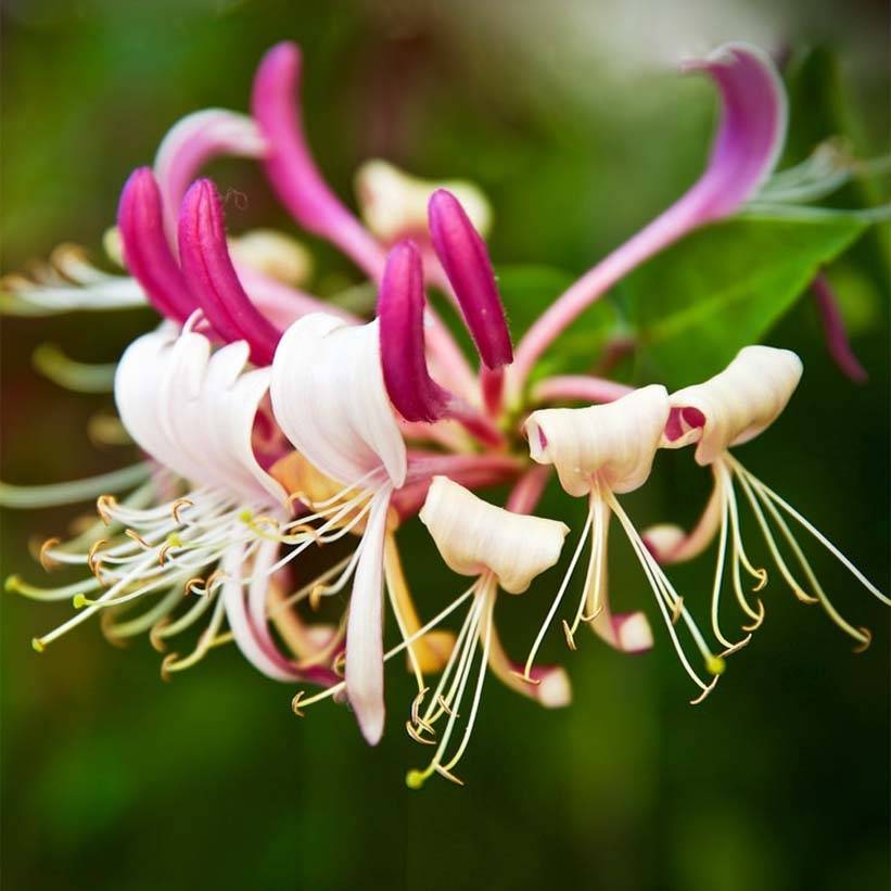 Chèvrefeuille du Japon - Lonicera japonica Sinensis Godet de 8/9 cm