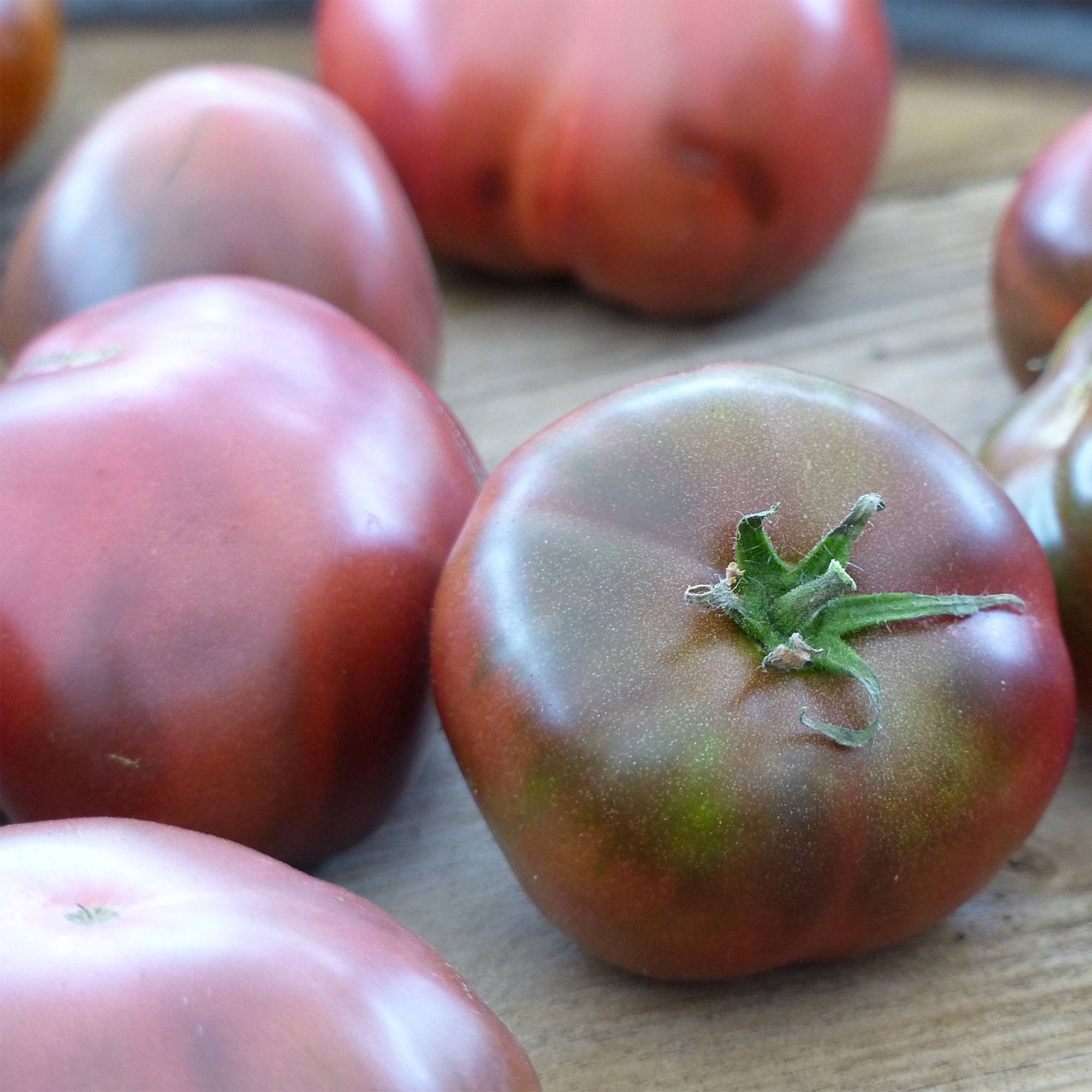 Tomate Noire de Crimée en plants - Tomate ancienne Mini-motte Ø 3/4 cm, Livré en hauteur de 5 à 10 cm (par 5)