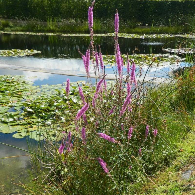 Salicaire commune, Lythrum à fleurs Rose - feuillage Caduc - Godet - 5/20 cm-  hauteur à maturité De 0,50 m à 1,00 m - Image 4