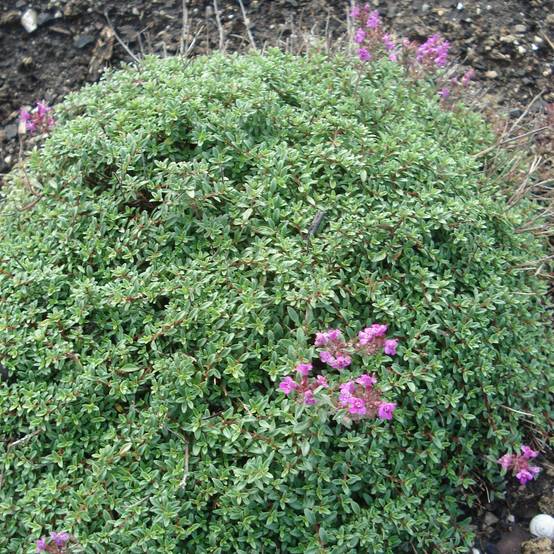 Thym praecox Purple Beauty - Thym précoce rose-pourpré Godet de 8/9 cm