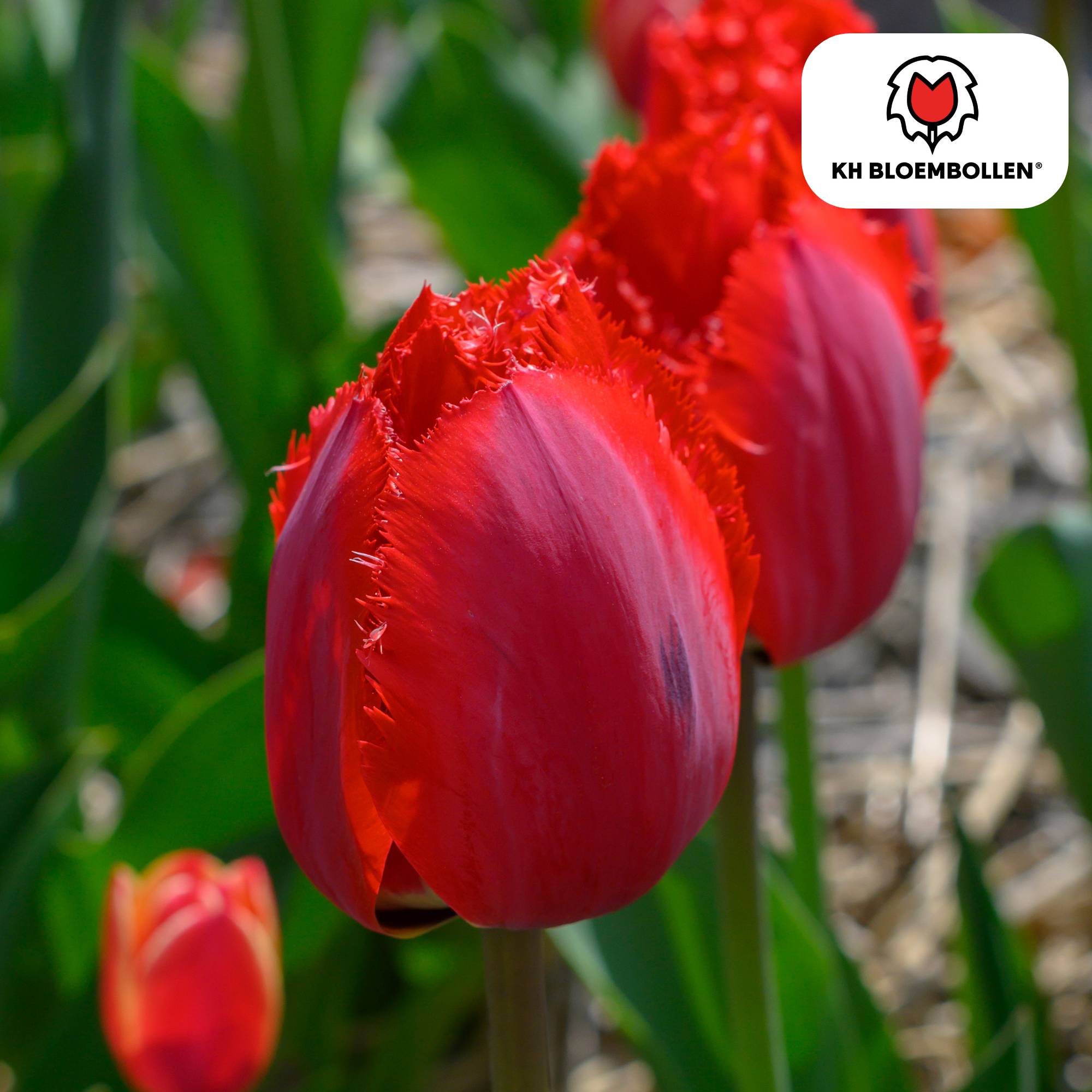 La Green Touch - Tulipe frangée Masterpeace - 20 bulbes
