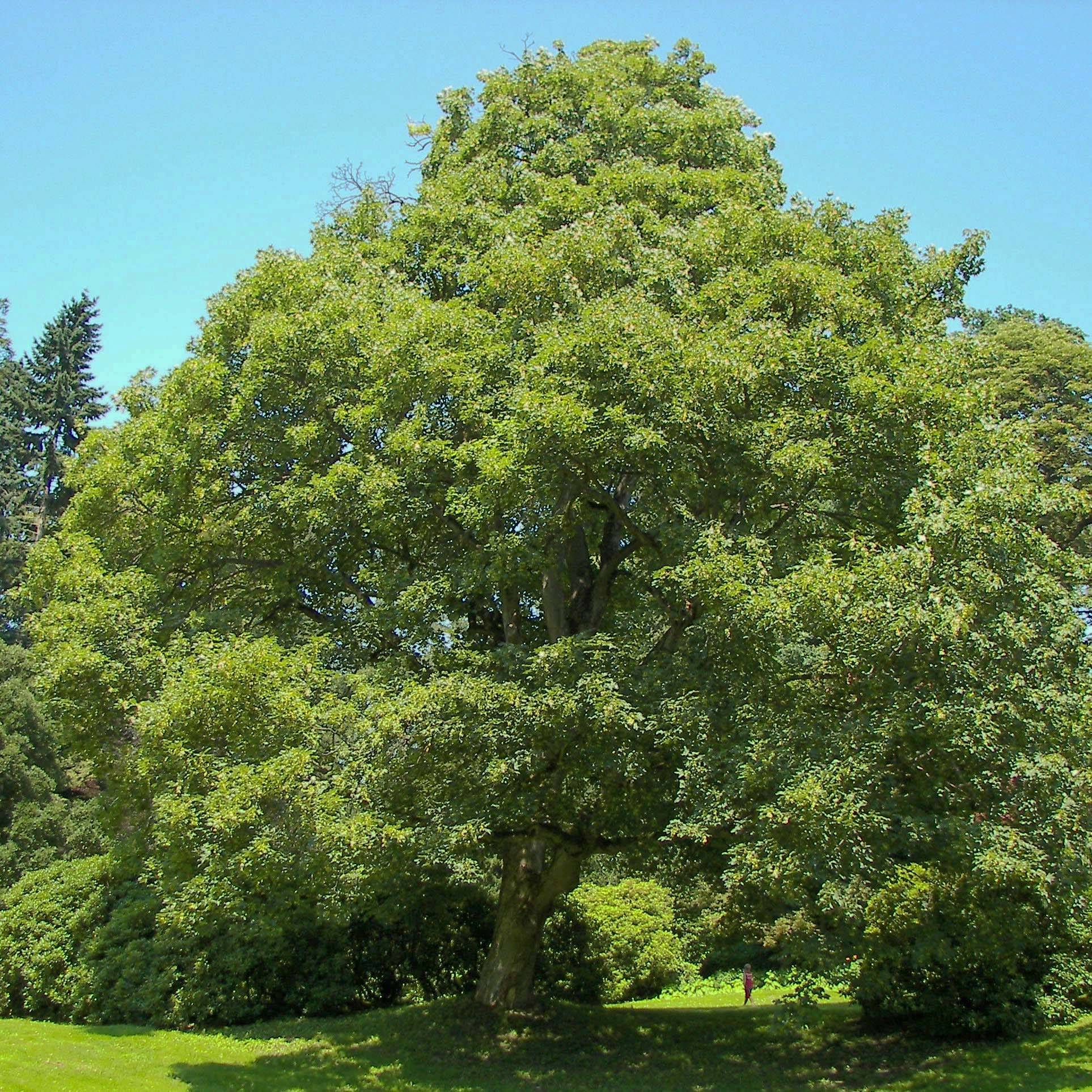 Érable sycomore - Acer pseudoplatanus Petites Racines nues