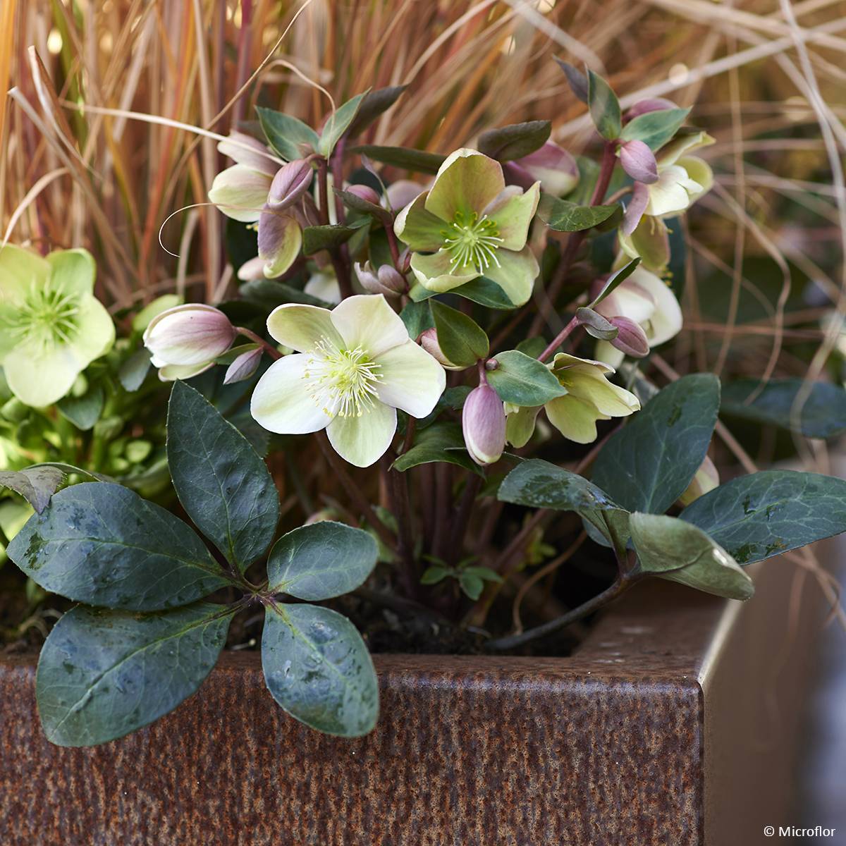 Promesse de Fleurs - Hellébore orientale ViV Valeria Pot de 2L/3L