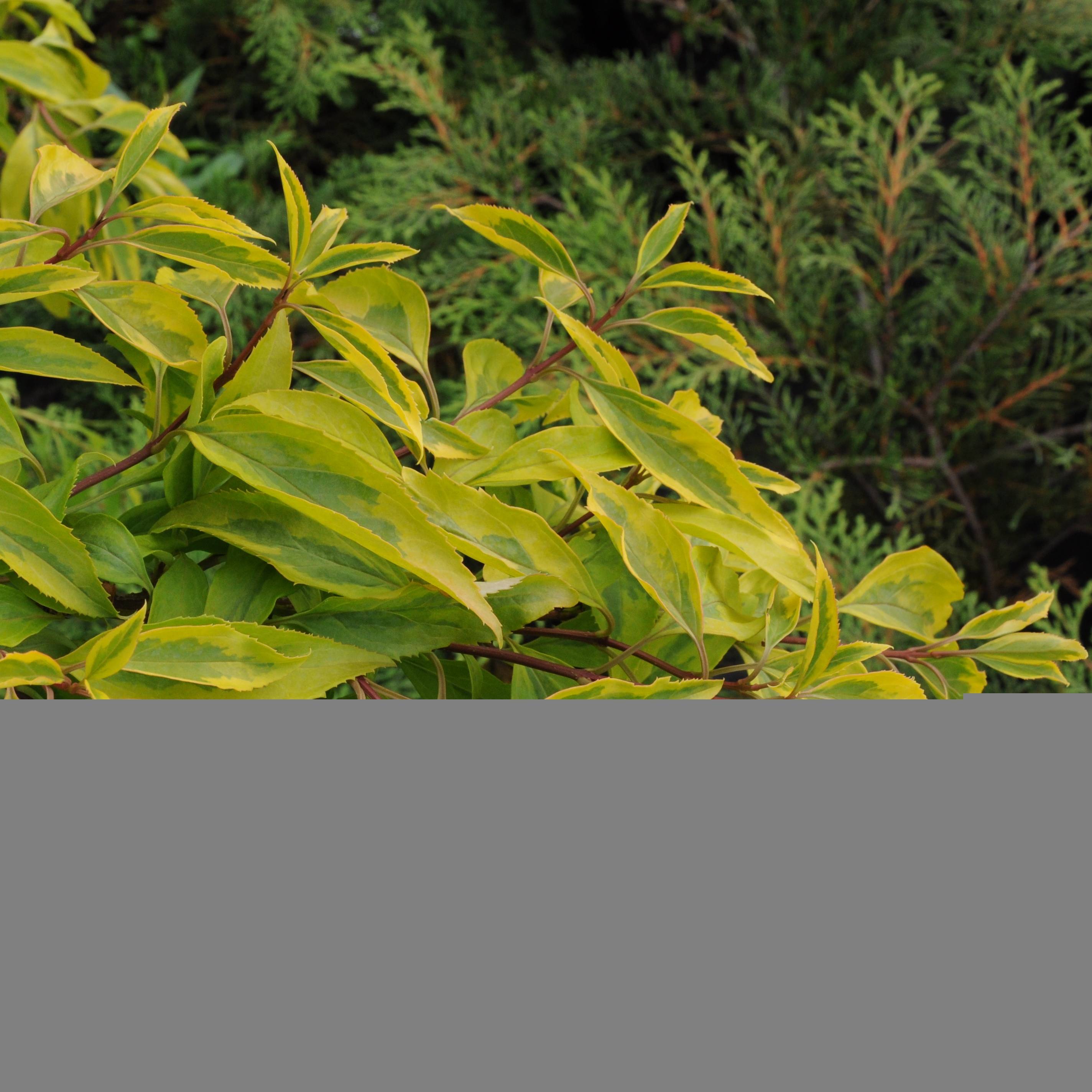 Promesse de Fleurs - Forsythia intermedia Golden Times - Mimosa de Paris Pot de 3L/4L - Image 1