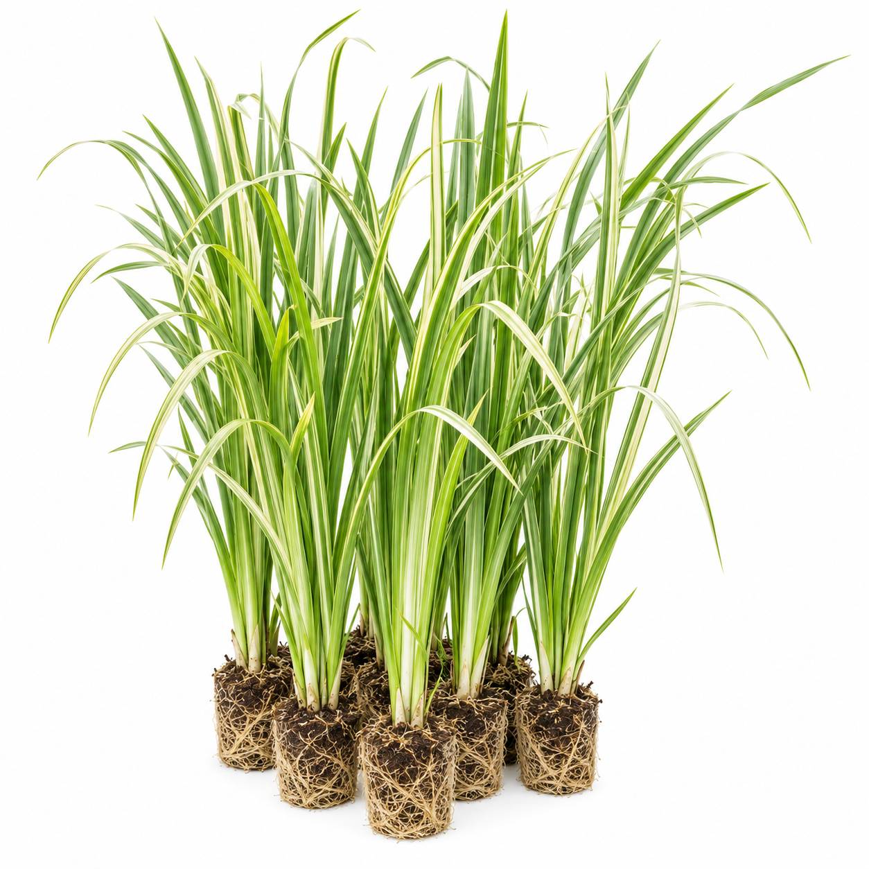 Acore odorant - Acorus calamus - 12 plantes - Image 1