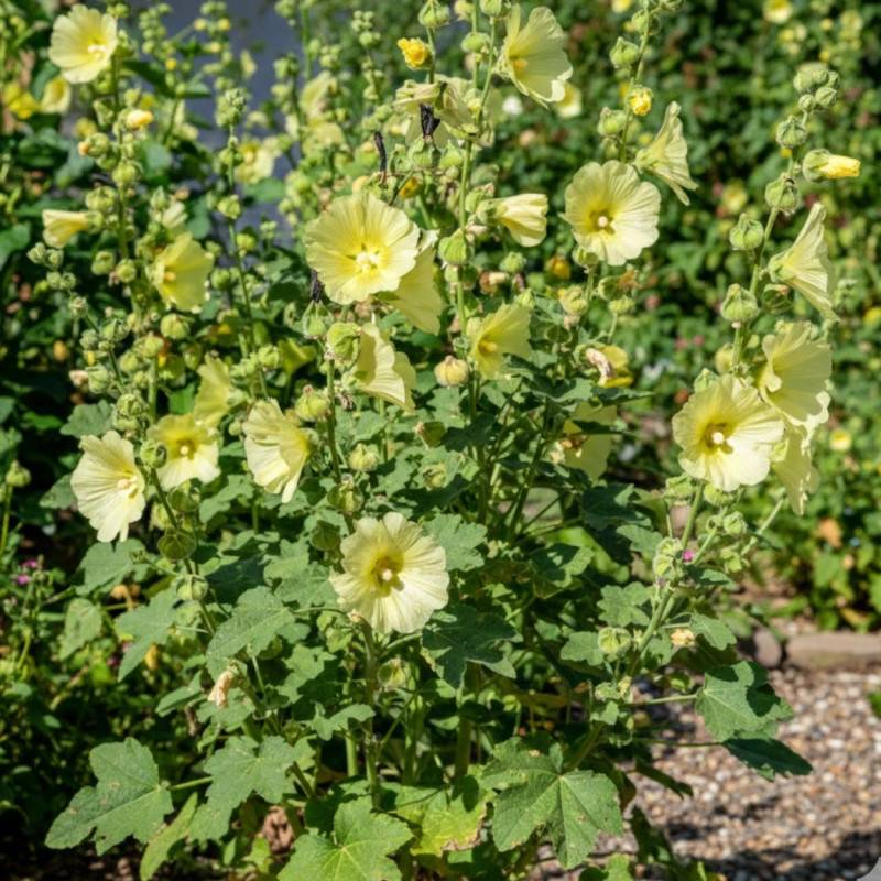 Rose trémière Russe à fleurs Jaune/ - feuillage Caduc - Godet - 5/20 cm