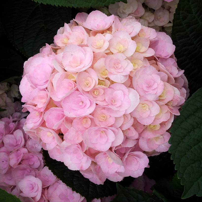 Hortensia - Hydrangea macrophylla You and Me Love Pot de 3L/4L