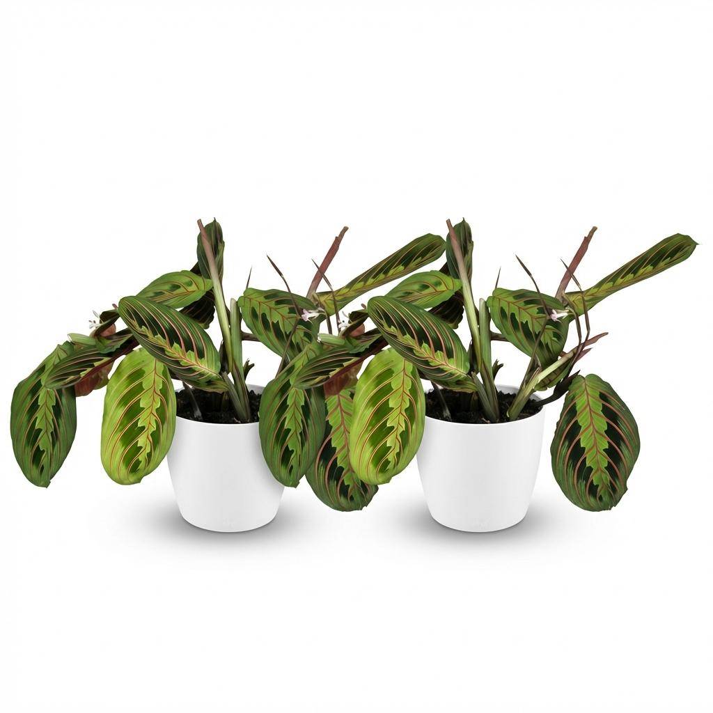 Maranta Fascinator Tricolour - Pet-friendly - Pot de 12cm - Hauteur 25cm - 2 plantes - Blanc - Plantes d'intérieur - Image 2