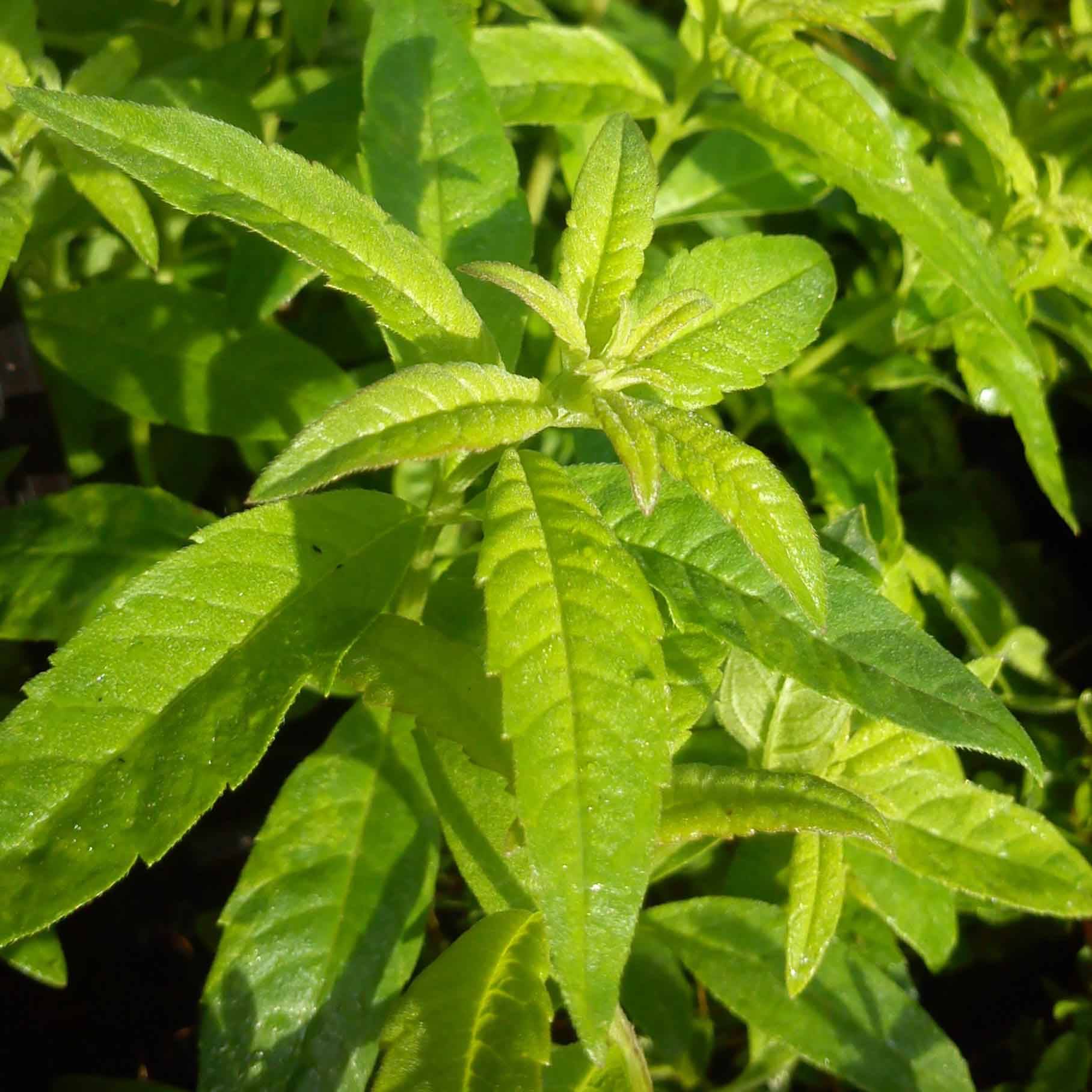 Verveine citronnelle - Aloysia triphylla en plants Mini-motte Ø 1,5/2,5 cm, Livré en hauteur de 5 à 10 cm (par 3)