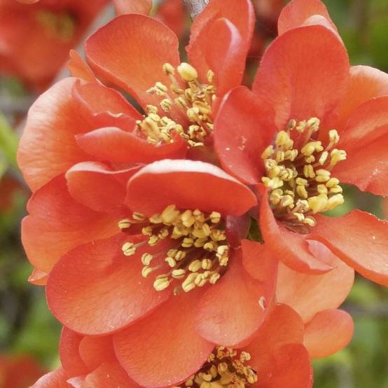 Cognassier du Japon Cameo, Chaenomeles à fleurs Orange - feuillage Caduc - Pot de 3L - 20/40 cm- hauteur à maturité De 3,00 m à 5,00 m - Image 4
