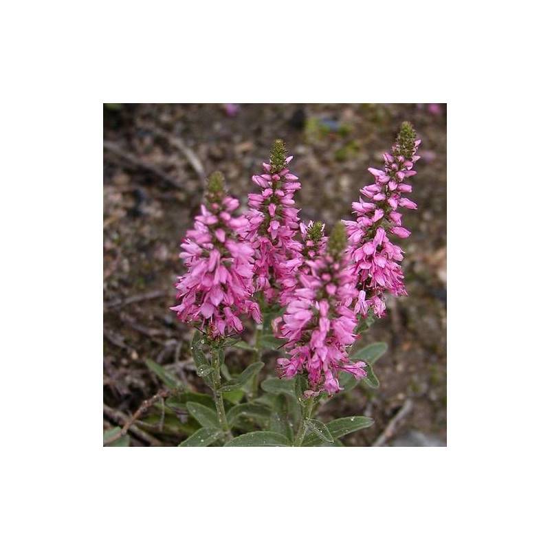Véronique en épi spicata à fleurs Rose - feuillage Semi-Persistant - Godet - 5/20 cm-  hauteur à maturité De 0,15 m à 0,50 m - Image 1