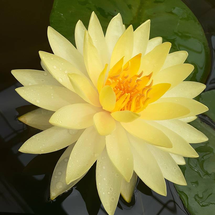 Promesse de Fleurs - Nymphaea Denver - Nénuphar rustique fleurs doubles ivoire Pot de 1,5L/2L