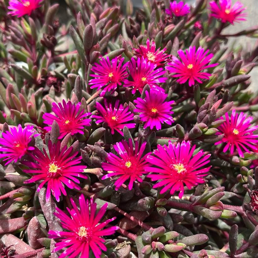 Promesse de Fleurs - Delosperma Desert Dancers Purple Godet de 8/9 cm