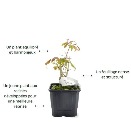 Buisson de beauté 'Pink Cloud' (Kolkwitzia amabilis 'Pink Cloud') - Godet - Taille 13/25cm - Pépinières Naudet - Image 3