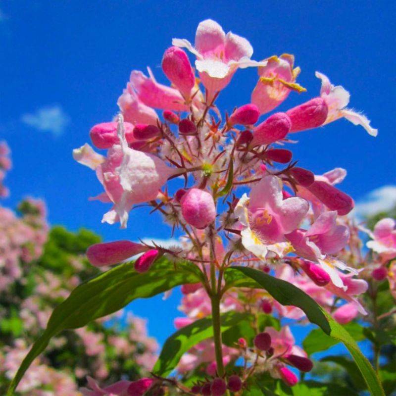 Buisson de beauté 'Pink Cloud' (Kolkwitzia amabilis 'Pink Cloud') - Godet - Taille 13/25cm - Pépinières Naudet - Image 1