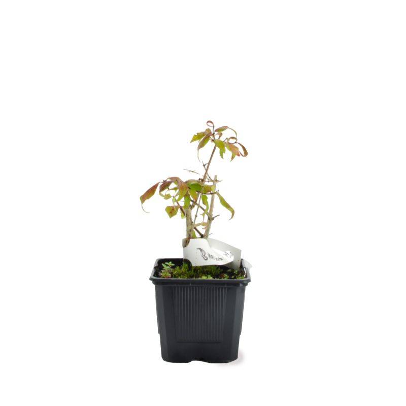 Buisson de beauté 'Pink Cloud' (Kolkwitzia amabilis 'Pink Cloud') - Godet - Taille 13/25cm - Pépinières Naudet - Image 2
