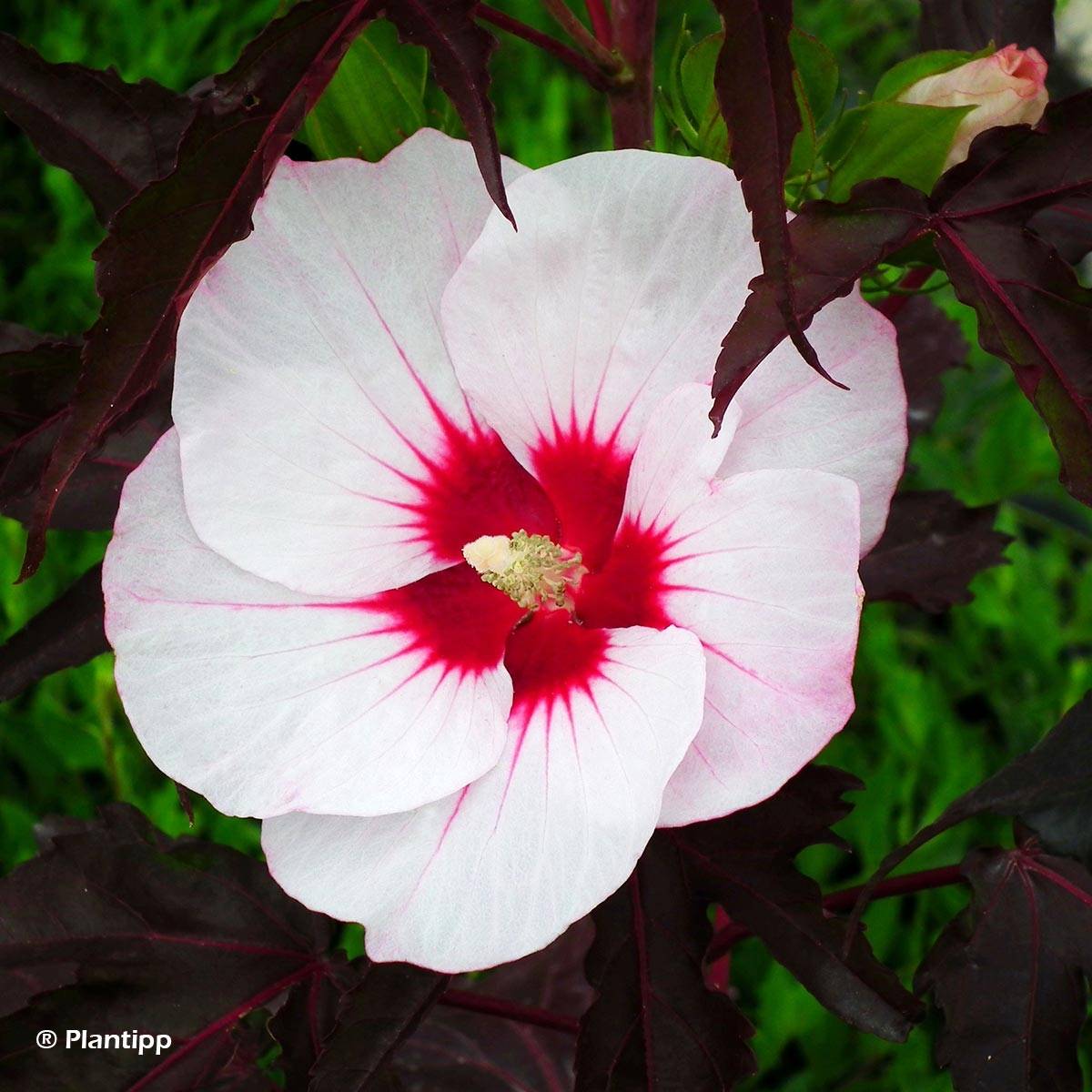 Promesse de Fleurs - Hibiscus moscheutos Joli Coeur - Hibiscus des marais Pot de 3L/4L - Image 1