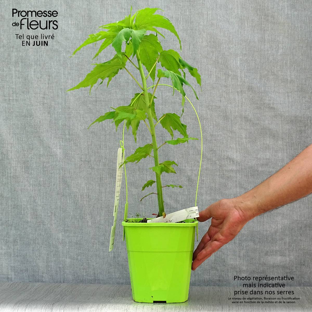 Promesse de Fleurs - Hibiscus moscheutos Joli Coeur - Hibiscus des marais Pot de 3L/4L - Image 2