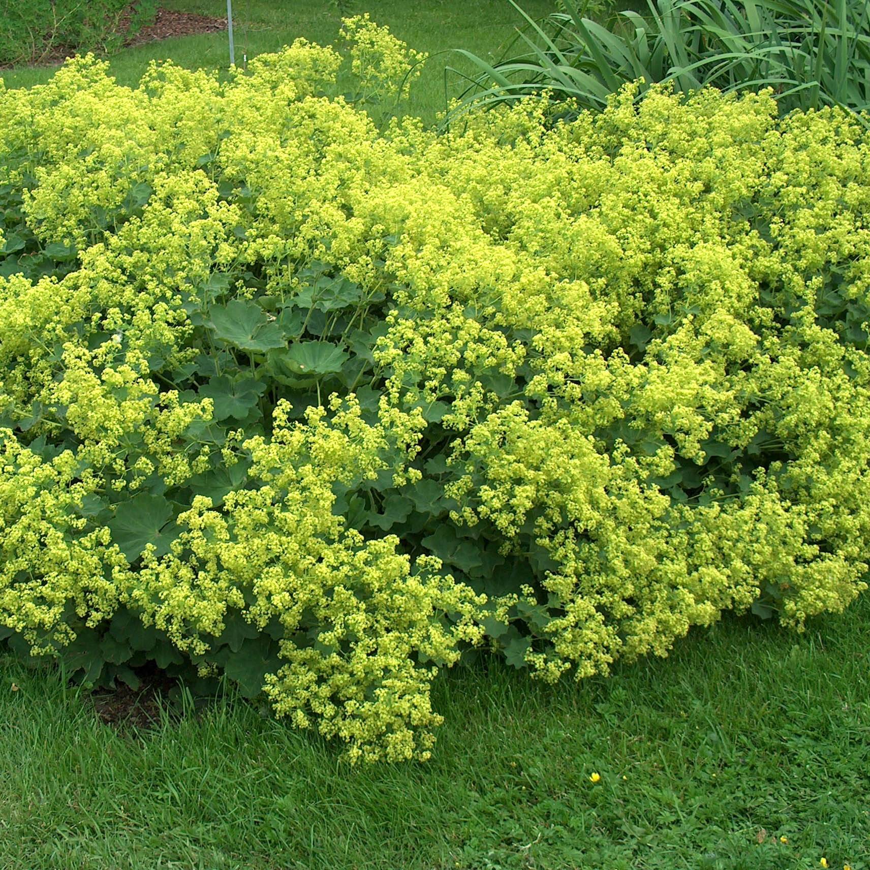 Promesse de Fleurs - Alchemille Thriller - Alchemilla mollis Godet de 8/9 cm