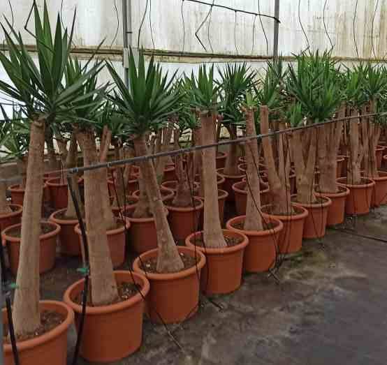 Sans Marque - Yucca Elephantipes (Yucca pied d'éléphant) Couleur floraison:Blanc - Taille:Marmite 230L - 200/250cm - Image 2