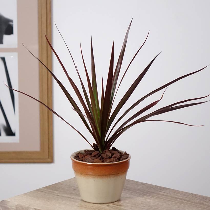Dracaena Magenta - Dragonnier de Madagascar Mini-plante - Gamm vert