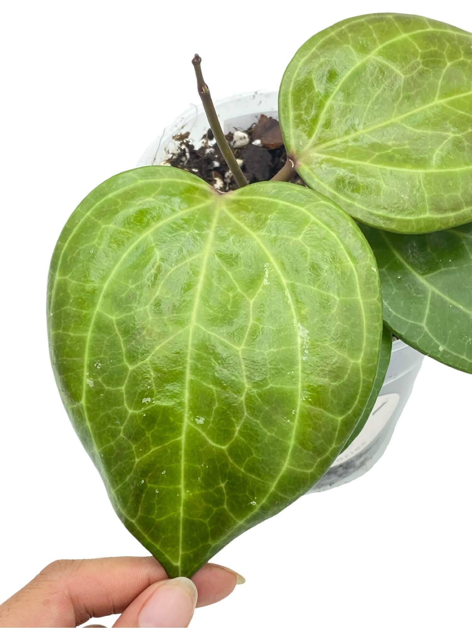 Hoya Sarawak Cream - Pot de 10,5cm - Plantes d'intérieur - Image 1