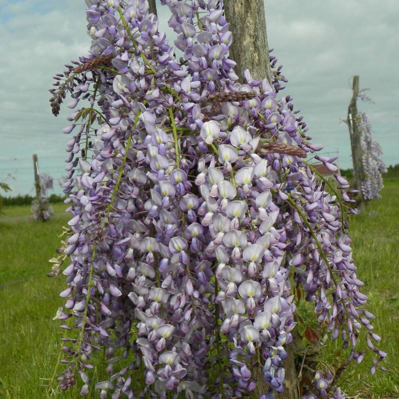 Glycine du Japon Lawrence à fleurs Blanche - feuillage Caduc - Pot de 2L - Tuteur bambou 60/90 cm- hauteur à maturité De 5,00 m à 10,00 m - Image 7