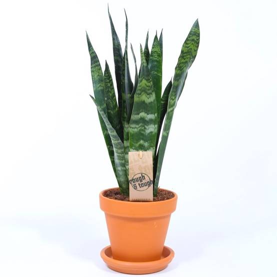 Gardenersdream - Sansevieria Black Coral | Plante D’Appartement De 30 À 40 Cm En Pot | Superbe Plante D’Intérieur - GardenersDream - Image 2
