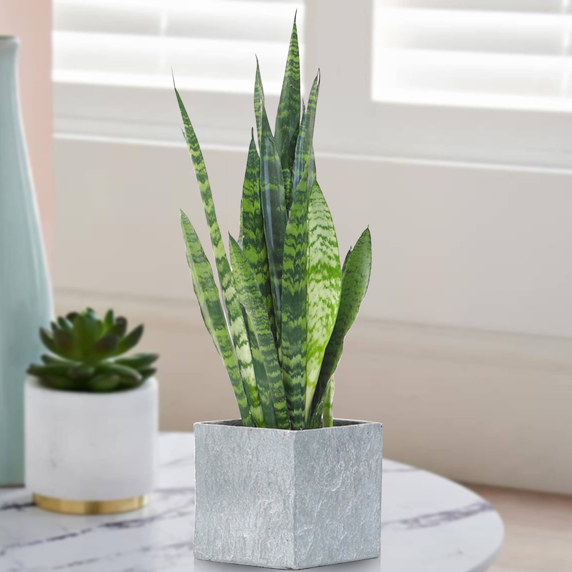 Gardenersdream - Sansevieria Black Coral | Plante D’Appartement De 30 À 40 Cm En Pot | Superbe Plante D’Intérieur - GardenersDream - Image 1
