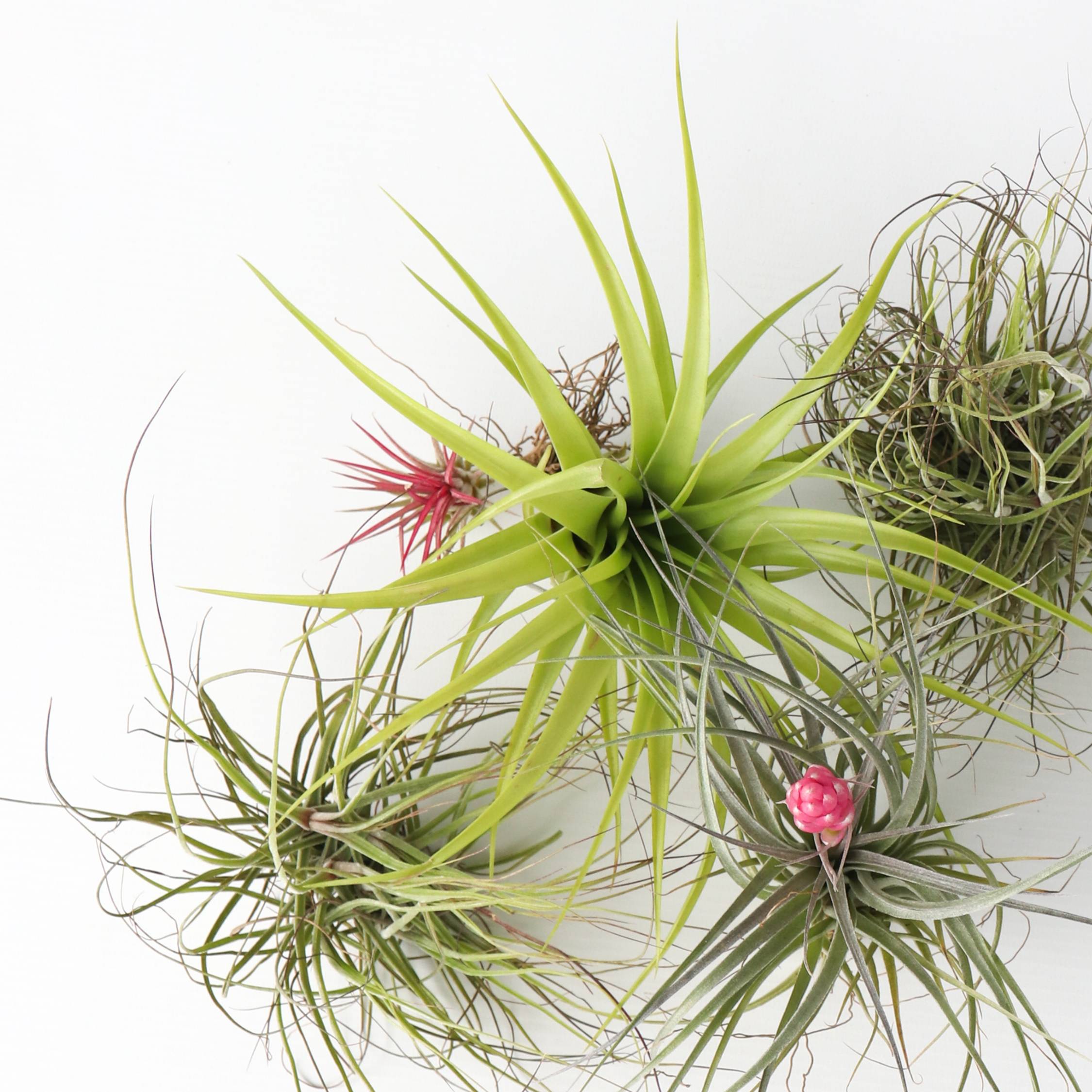 Plant In A Box - Plante aérienne - Set de 5 - Tillandsia - Hauteur 5-15cm - ⌀5cm - Image 4