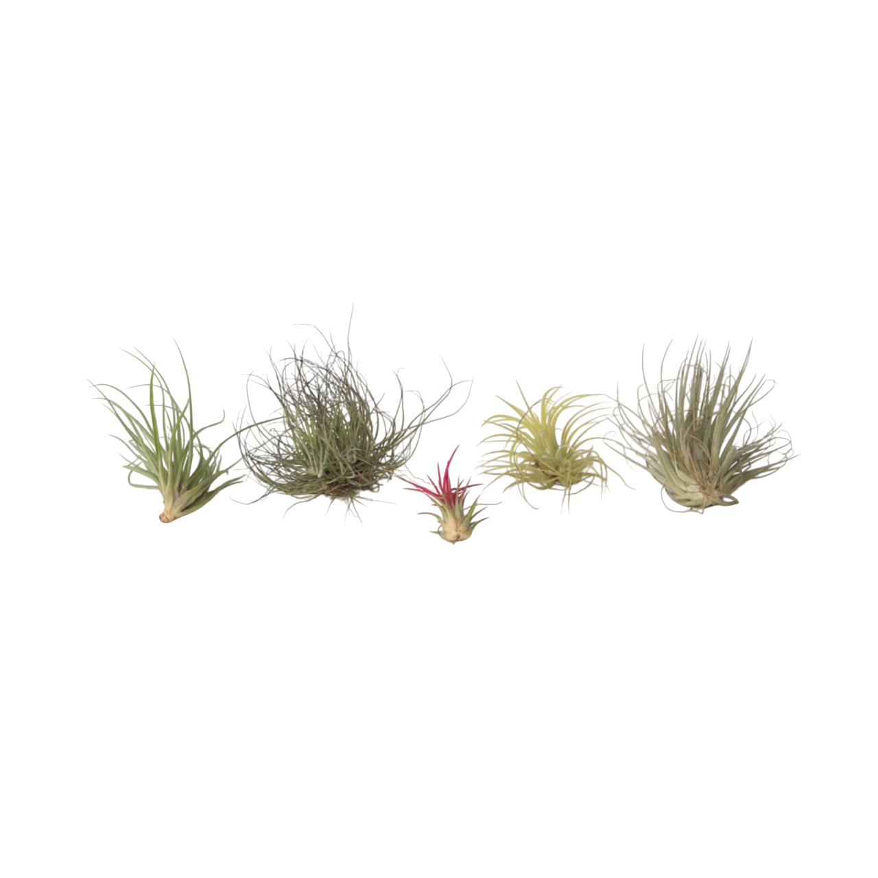 Plant In A Box - Plante aérienne - Set de 5 - Tillandsia - Hauteur 5-15cm - ⌀5cm - Image 1