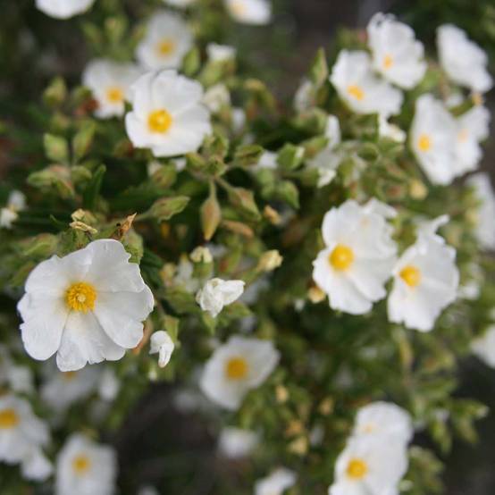 Promesse de Fleurs - Cistus monspeliensis - Ciste de Montpellier Pot de 2L/3L - Image 1