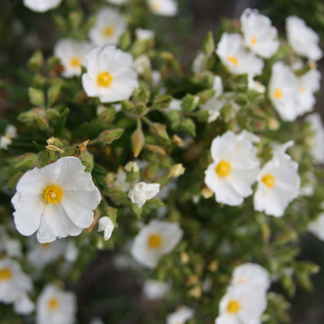 Promesse de Fleurs - Cistus monspeliensis - Ciste de Montpellier Pot de 2L/3L - Image 1