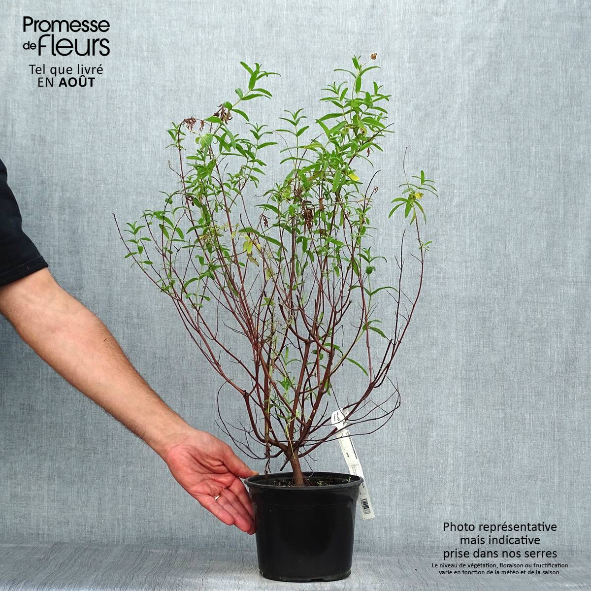 Promesse de Fleurs - Cistus monspeliensis - Ciste de Montpellier Pot de 2L/3L - Image 2
