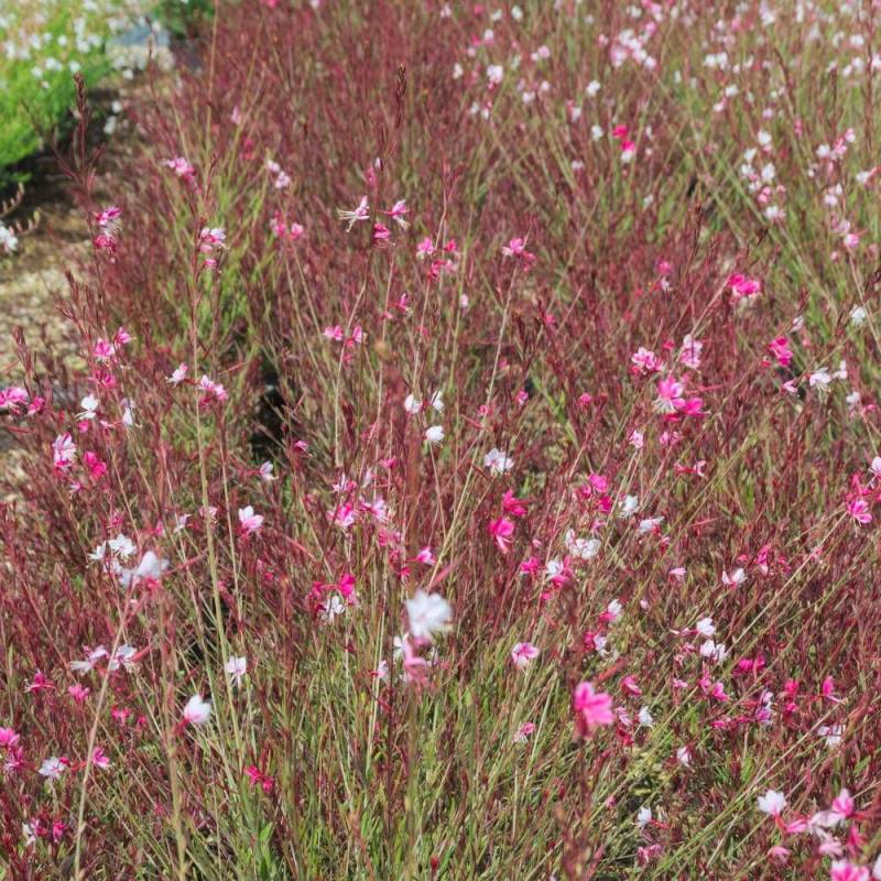 Gaura Red Color à fleurs Rouge/ - feuillage Caduc - Pot de 3L - 20/40 cm - Image 2
