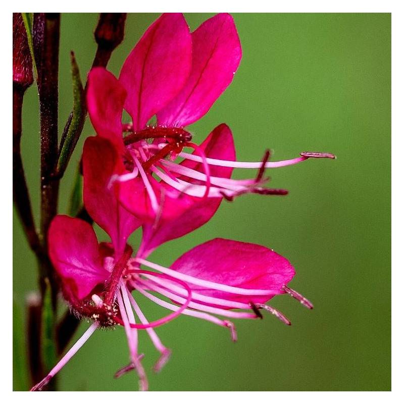 Gaura Red Color à fleurs Rouge/ - feuillage Caduc - Pot de 3L - 20/40 cm - Image 1
