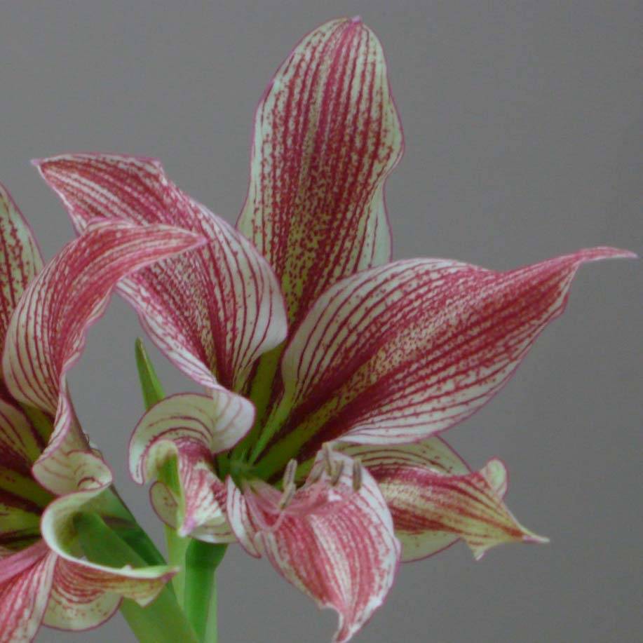 Promesse de Fleurs - Amaryllis Exotic Star Bulbe calibre 24/26 - Image 3