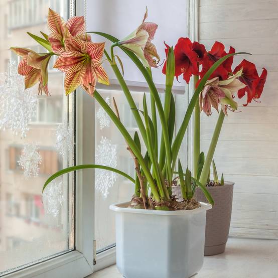 Promesse de Fleurs - Amaryllis Exotic Star Bulbe calibre 24/26 - Image 1