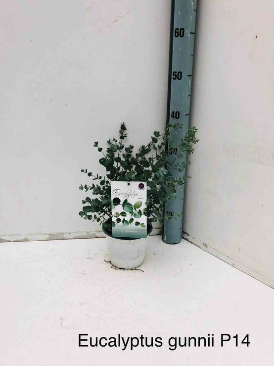0 - Eucalyptus gunnii (Gommier bleu ou gommier cidre) Pot de 7 litres - 120/140 cm - Image 2
