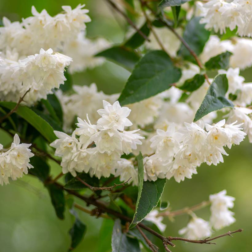 Promesse de Fleurs - Deutzia crenata Pride of Rochester Pot de 7,5L/10L - Image 1