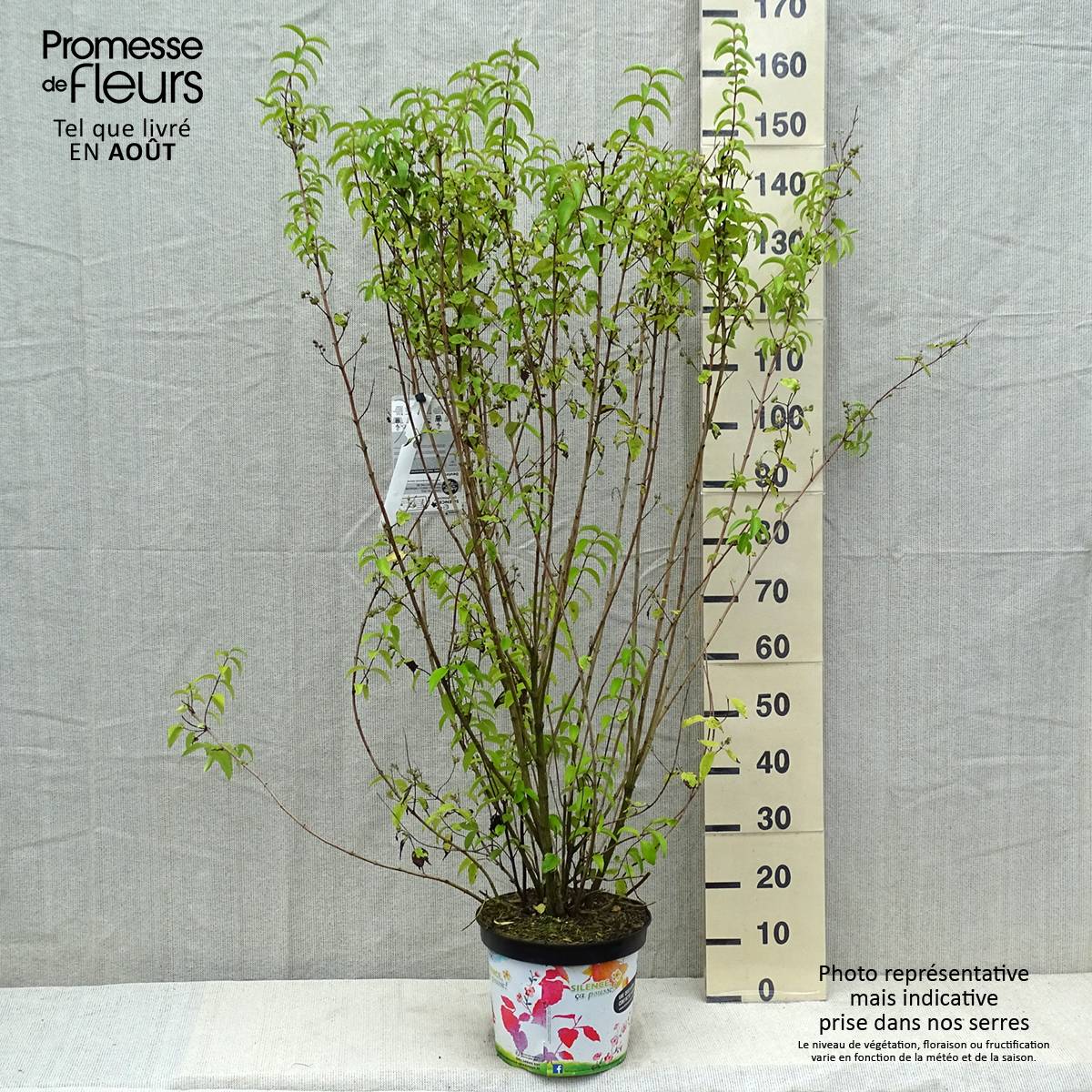 Promesse de Fleurs - Deutzia crenata Pride of Rochester Pot de 7,5L/10L - Image 2