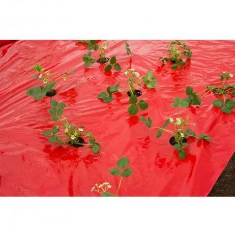 Film de paillage FRAISES, Long 5 m - Image 1
