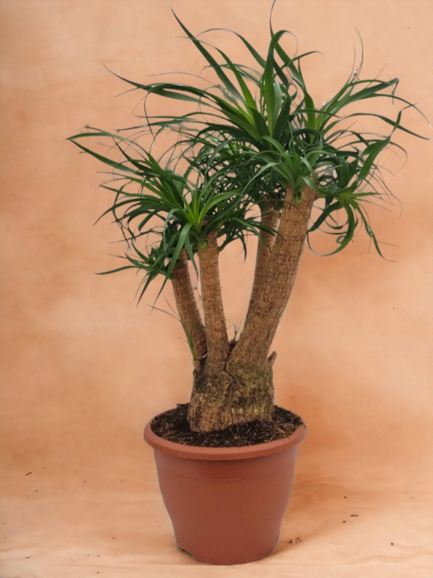 Beaucarnea Nolina- La Green Touch - Image 1
