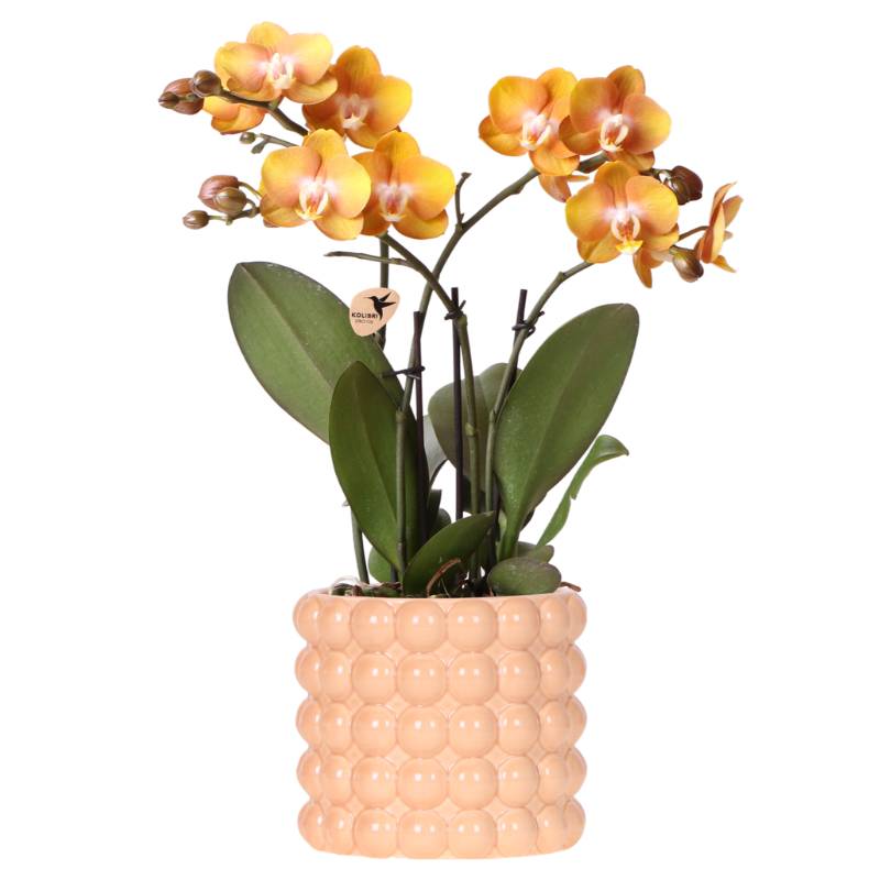 Orchidée Phalaenopsis 'Las Vegas' orange et jaune + cache-pot Poppy pêche - Pot de 12cm - Plantes d'intérieur - Image 1