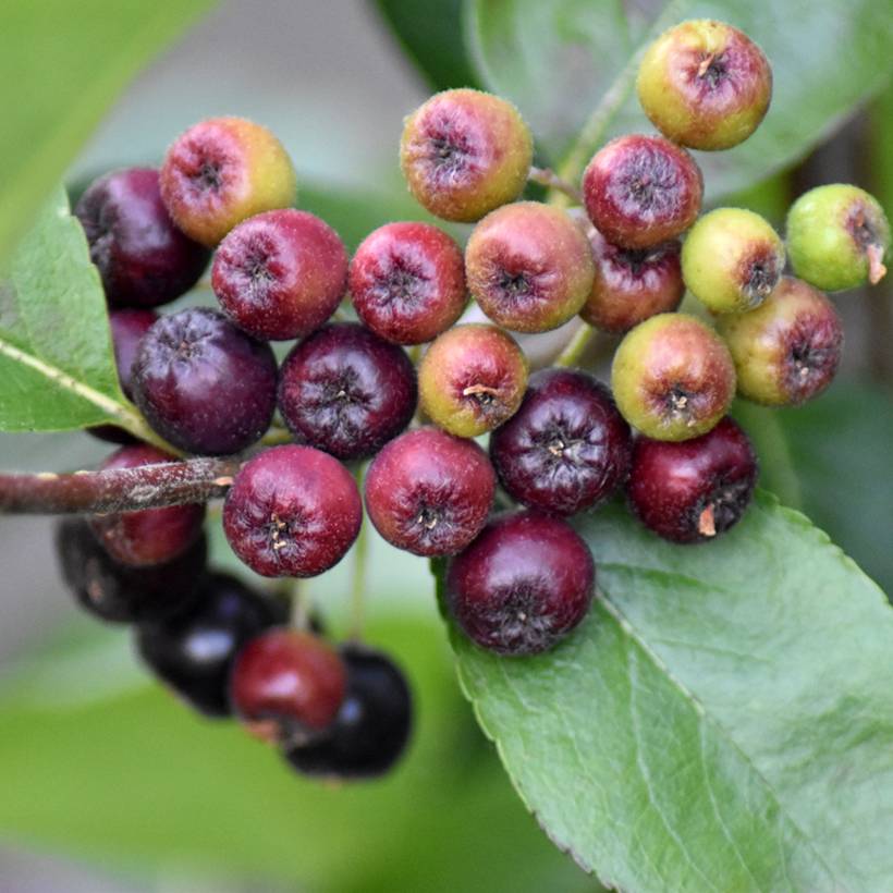 Aronia prunifolia Nero - Aronie à gros fruits. Pot de 1,5L/2L