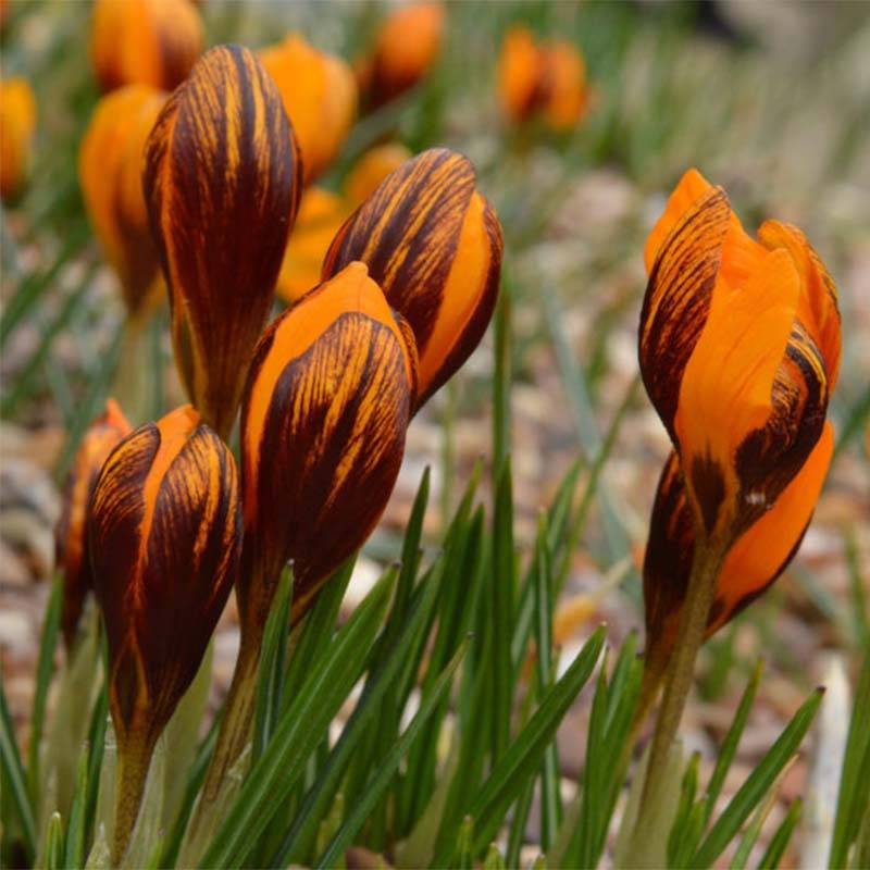 Promesse de Fleurs - Crocus Orange Monarch Bulbe calibre 5+ (par 15)