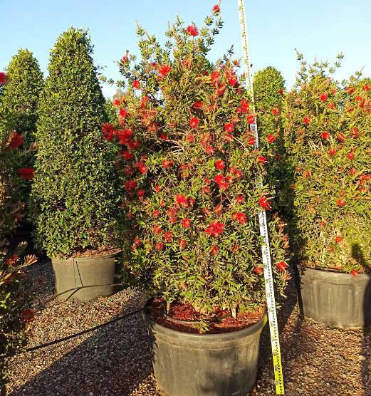 Sans Marque - Callistemon citrinus cv. Splendens (Rince bouteille) Taille:Pot de 25L - 180/200cm - Image 3