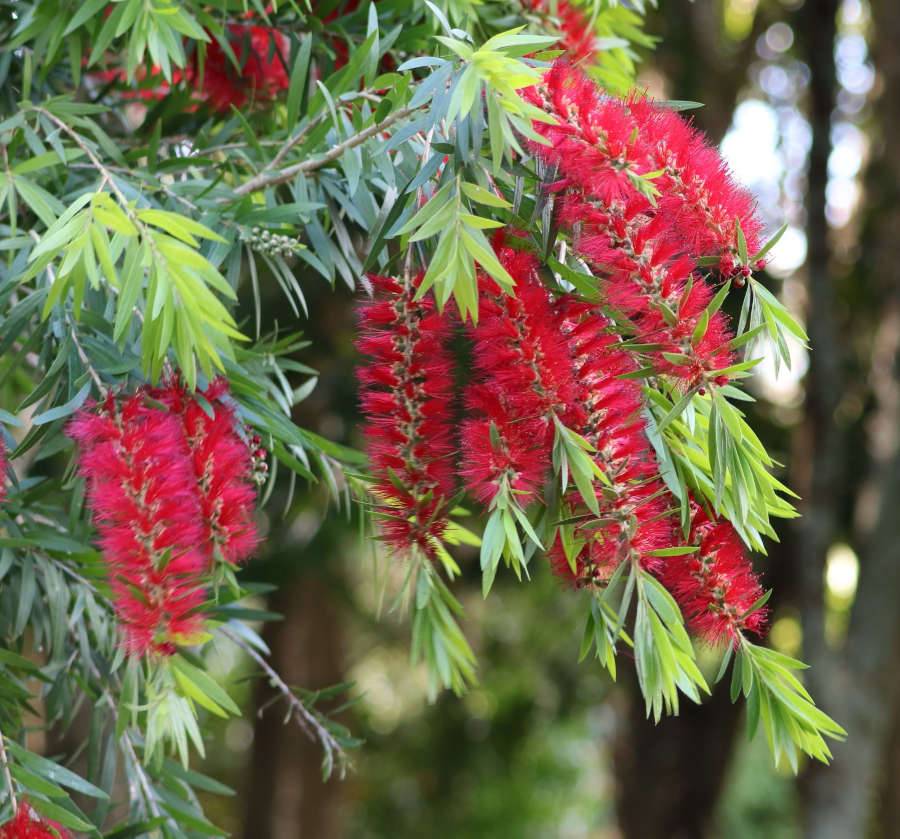 Sans Marque - Callistemon citrinus cv. Splendens (Rince bouteille) Taille:Pot de 25L - 180/200cm - Image 4